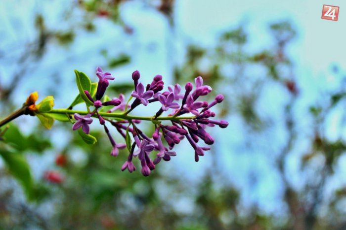 Ilustračný obrázok k článku FOTO: Príroda sa zbláznila, na Kalvárii rozkvitol orgován!