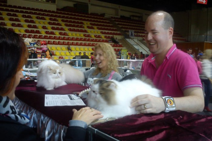 Ilustračný obrázok k článku Výstava mačiek s medzinárodnou účasťou: Aj týmito kráskami sa môžete pokochať v Bystrici!