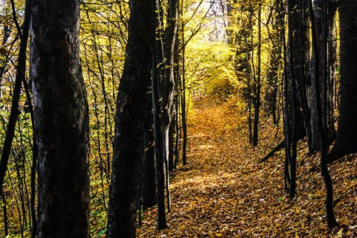 Ilustračný obrázok k článku Lesnícke dni pod Tatrami. Príďte sa zabaviť, spoznať les a ochutnať lesné čaje