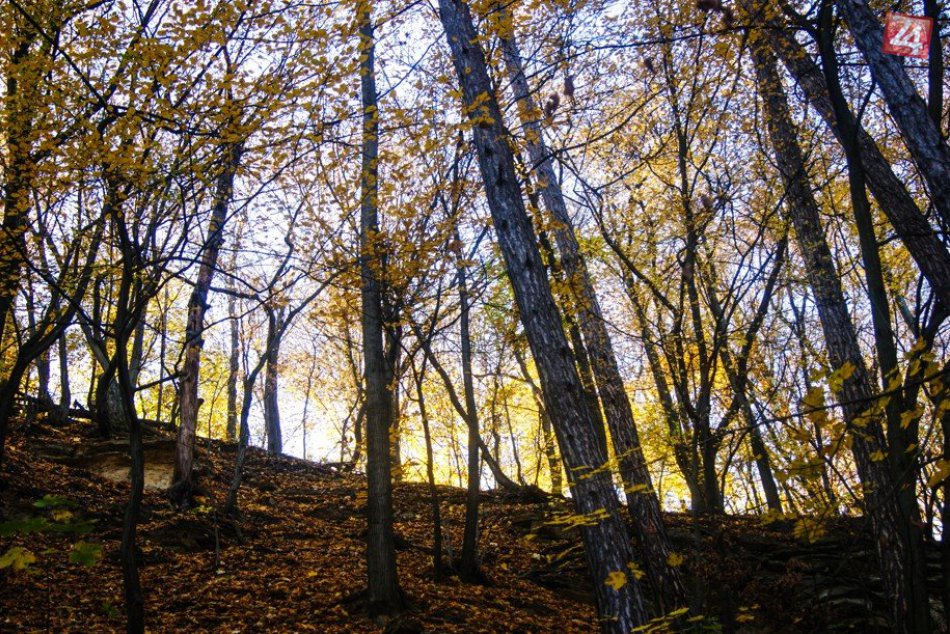 Ilustračný obrázok k článku Zdeno šiel do lesa pri Humennom na hríby: Po tom, čo našiel, okamžite volal políciu!