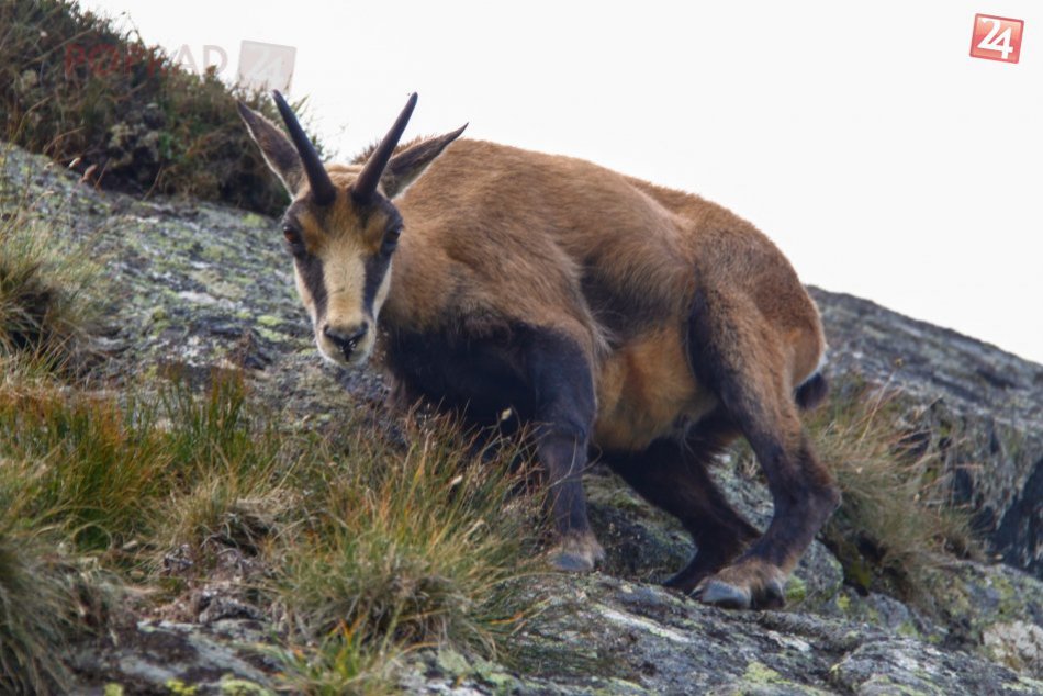 Ilustračný obrázok k článku Počítali kamzíkov: Tohtoročná jar symbolu Tatier dala poriadna zabrať!