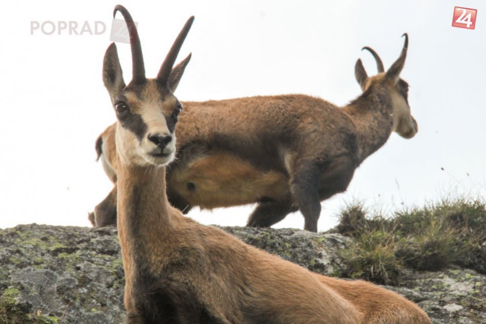 Ilustračný obrázok k článku Kamzíkov napočítali menej ako minulý rok. Mláďat je však dostatok