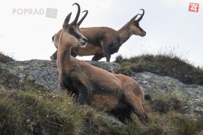 Ilustračný obrázok k článku Príjemné prekvapenie po spočítaní kamzíkov: V Tatrách ich žije rekordne veľa