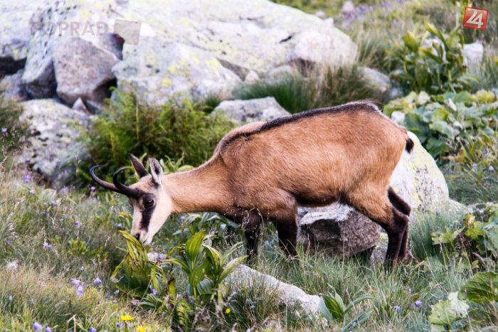 Ilustračný obrázok k článku Pri Skalnatom plese našli uhynutého kamzíka: Mal zlomenú nohu, šancu na prežitie žiadnu