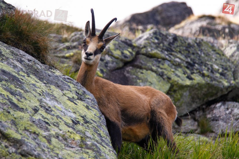 Ilustračný obrázok k článku Viete, koľko je v Tatrách kamzíkov? Počítanie skončilo, výsledky potešili