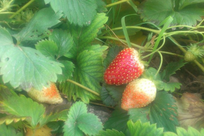 Ilustračný obrázok k článku Letné objavovanie Prešova... Súvisí názov mesta s jahodami?