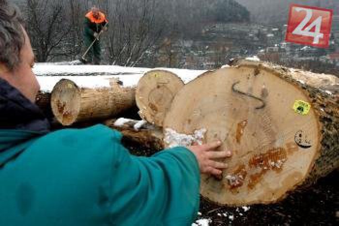 Ilustračný obrázok k článku Nebezpečenstvo v korunách stromov: Elektrárne upozorňujú na prípadné riziko požiaru