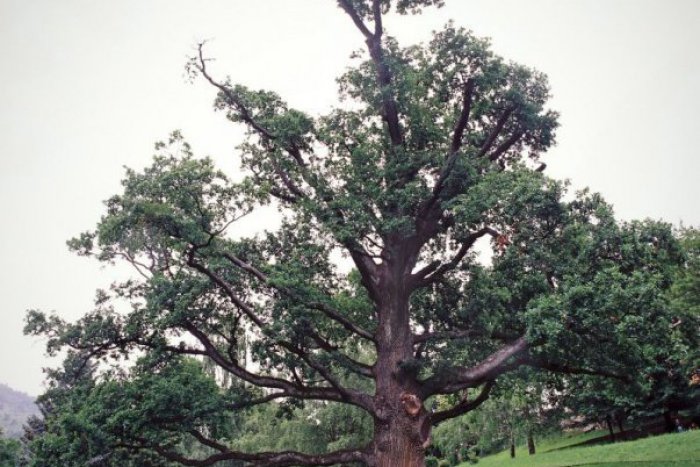 Ilustračný obrázok k článku Kremnica sa pýši ďalšou raritou: Dub z historickej záhrady sa stal stromom roka!