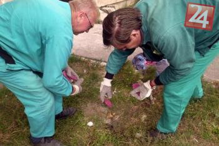 Ilustračný obrázok k článku Mesto vykoná pravidelnú deratizáciu: Psičkári dávajte viac pozor na svojich miláčikov!