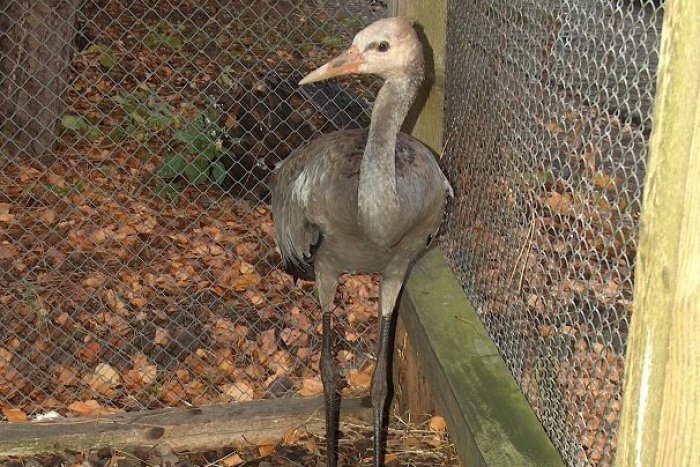 Ilustračný obrázok k článku Pozrite si FOTO: Jeden z najpôsobivejších vtákov sveta premiérovo v Prešove!