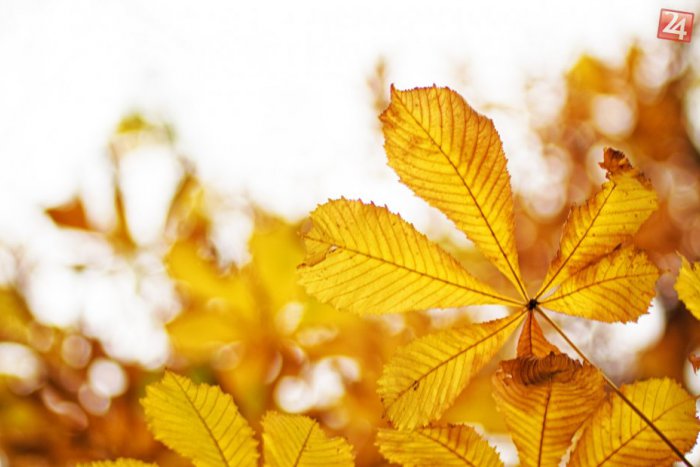 Ilustračný obrázok k článku Jeseň v plnom prúde: Čo všetko prinesie prvý októbrový víkend?