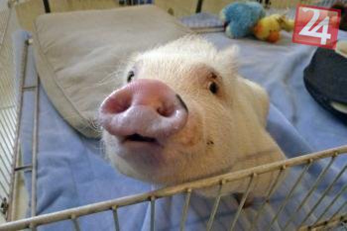 Ilustračný obrázok k článku V Žiline vyrastá jedinečný záchranár: Prasa by malo konkurovať najlepším psom!