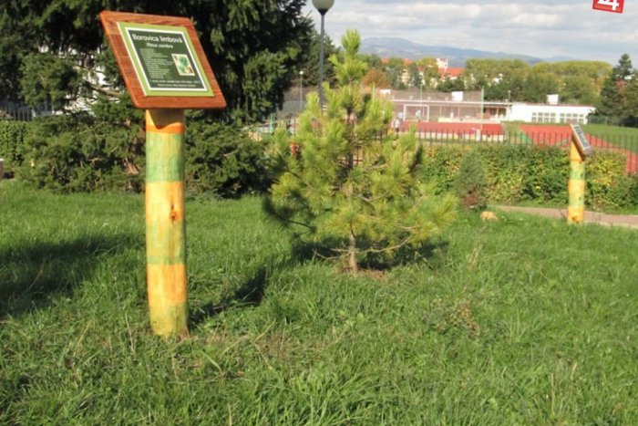 Ilustračný obrázok k článku Zelená atrakcia medzi panelákmi? Po útoku vandalov je zničená, aktivisti to však nevzdali!