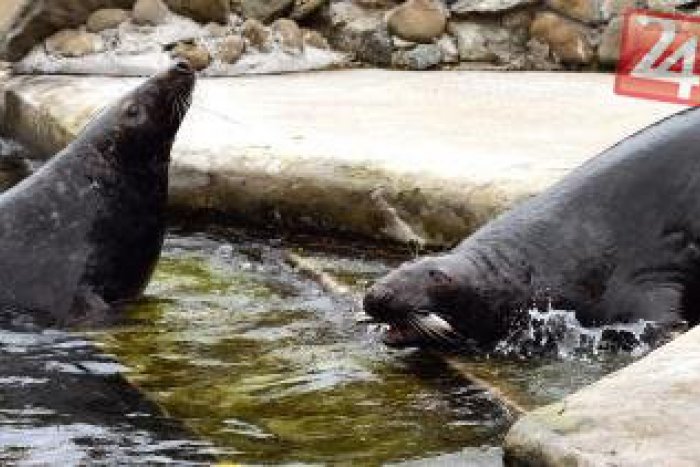 Ilustračný obrázok k článku Fotogaléria podarených tuleních dvojičiek: Títo košickí maškrtníci zjedia za deň až 16 kg rýb