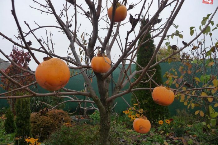 Ilustračný obrázok k článku Niečo pre záhradkárov: Pri Moravciach sa uskutoční zaujímavá prednáška