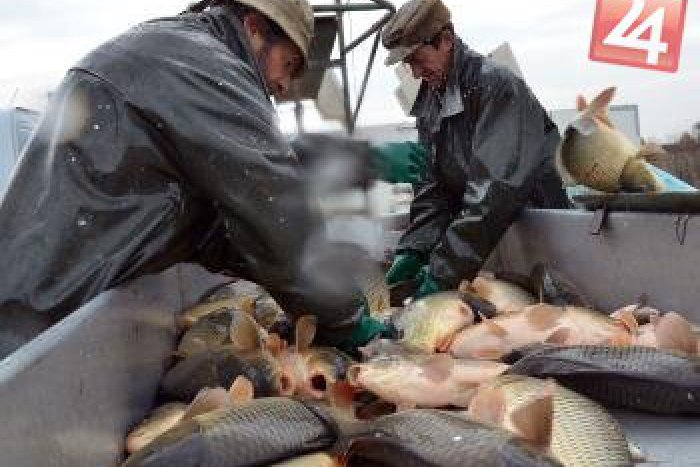 Ilustračný obrázok k článku Väzni z košickej basy? Budú pomáhať loviť kaprov, toľkoto zarobia za hodinu...