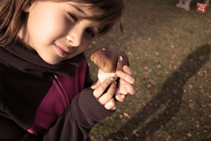 Ilustračný obrázok k článku Posledné úlovky hubárskej sezóny: Pozrite, aký krásny, zdravý dubáčik!