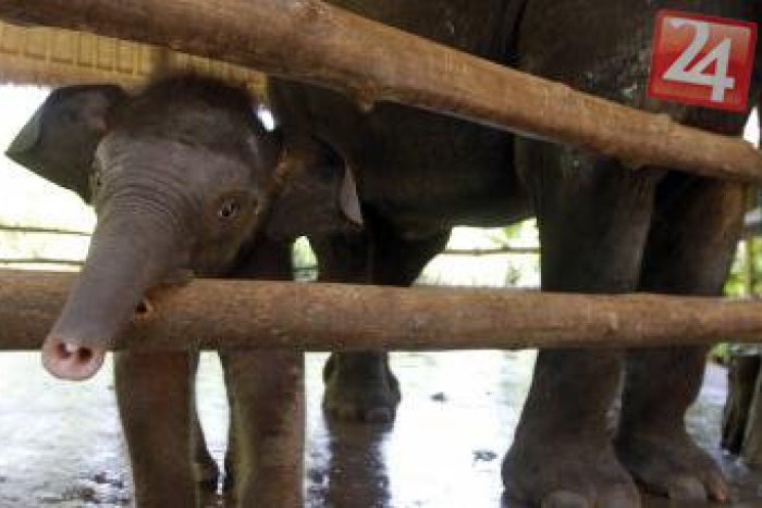 Ilustračný obrázok k článku Čo ukázala anketa o košickej ZOO? Návštevníkom chýba slon, žirafa aj hroch