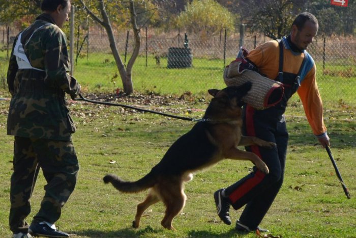 Ilustračný obrázok k článku Kynologický klub má dôvod na radosť: Poslanci odklepli pre výcvik nové priestory!