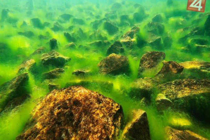 Ilustračný obrázok k článku Unikátne zábery, ktoré treba vidieť: Pozrite si fascinujúce fotky spod hladiny tatranských plies!