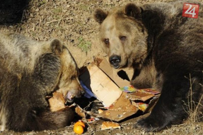Ilustračný obrázok k článku Medvedia oslava v košickej zoo: Kubo a Maťa oslávili krásne výročie maškrtami