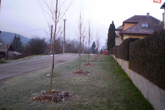 Ilustračný obrázok k článku Vytvoria krásnu atmosféru: V meste vysadili až 80 javorov, potešia nás karmínovou farbou