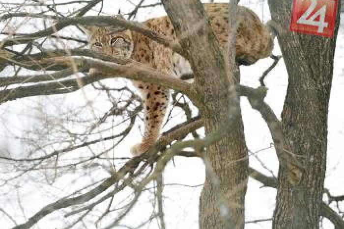 Ilustračný obrázok k článku Výjazd, na aký asi len tak nezabudnú: Hasiči v zoologickej záhrade chytali rysa!