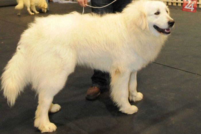 Ilustračný obrázok k článku Poštárka (58) na ulici čelila hrôze: Útok rozzúreného psa!