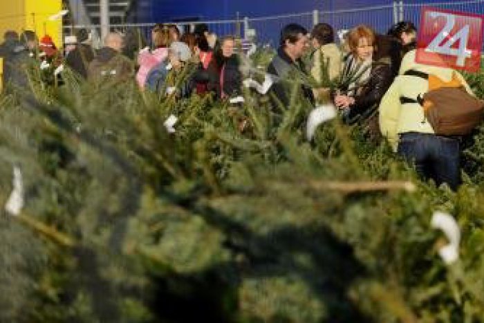 Ilustračný obrázok k článku Zamýšľali ste sa nad ich osudom? Vieme, kde skončia vianočné stromčeky z Bystrice