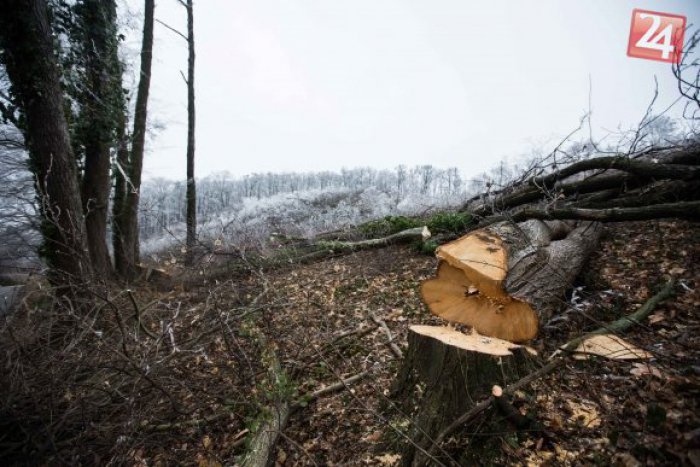 Ilustračný obrázok k článku Policajti dostali až 8 zlodejov dreva: Pílili všetko s čím sa dá kúriť!