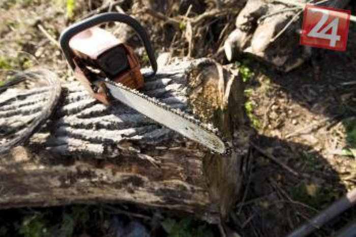 Ilustračný obrázok k článku Páchateľ si vybral zlú oblasť... Škoda spílených stromov takmer 2 milióny eur!