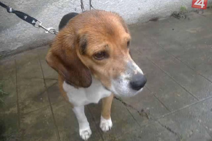 Ilustračný obrázok k článku Je hravý, ale prežíva neveselé chvíle: Vo Zvolene našli psíka, nepoznáte majiteľa?