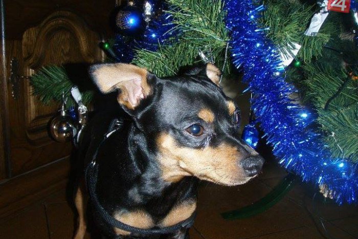 Ilustračný obrázok k článku Zúfalí majitelia Lea hľadajú už skoro tri týždne: Nevideli ste tohto psíka?