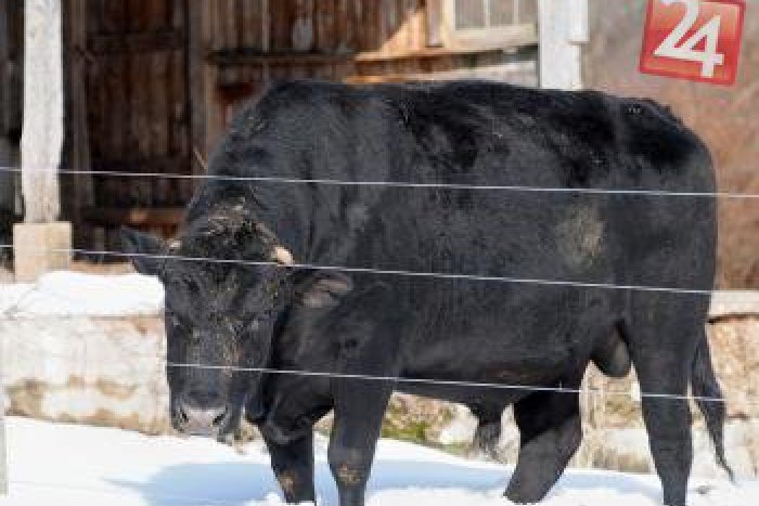 Ilustračný obrázok k článku Riskantná krádež s dávkou adrenalínu: Z družstva ktosi ukradol býky!