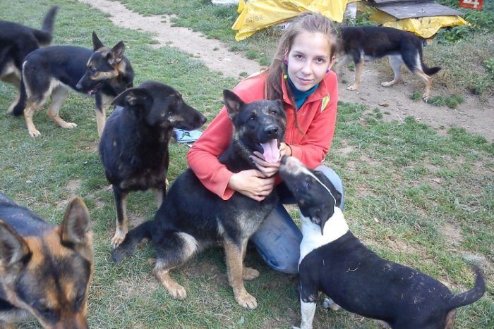 Ilustračný obrázok k článku Netradičné zariadenie vo Zvolene: O štvornohých miláčikov sa vám postarajú v psom moteli