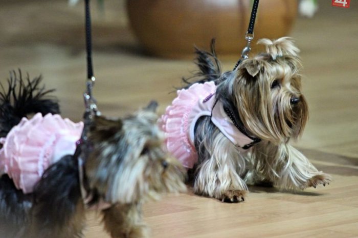 Ilustračný obrázok k článku Štvornohí miláčikovia v svadobných šatách: Takéto nevesty ste ešte nevideli!