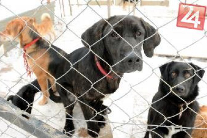 Ilustračný obrázok k článku Psov z útulku oslobodia od dane