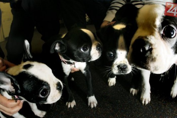 Ilustračný obrázok k článku Išiel vysypať smeti, čelil smutnému zážitku: Takto kruto ktosi vyhodil roztomilé šteniatka :(