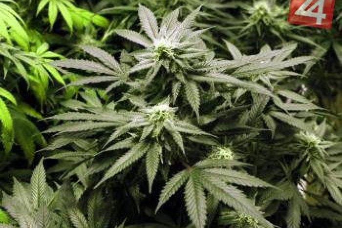 Ilustračný obrázok k článku Šokujúci výsledok skúmania odpadových vôd: Bystrica je na predných priečkach spotreby marišky!