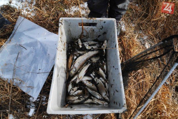 Ilustračný obrázok k článku Úhyn rýb v rieke Poprad sa nezastavil. Niektoré ešte v sobotu ráno žili