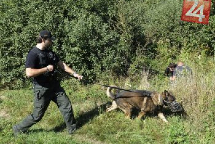 Ilustračný obrázok k článku Róm, čo ukradol strážne psy: Psov jeme, ani nepočítam, koľko sme ich zjedli!
