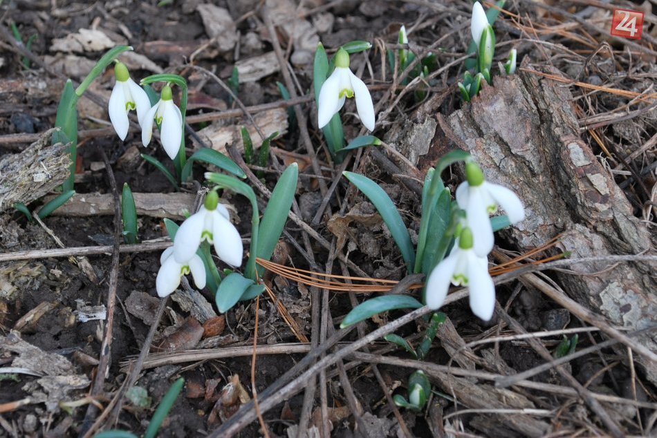 Ilustračný obrázok k článku Zavítala do Hlohovca jar? V uliciach rozkvitli prvé snežienky, FOTO