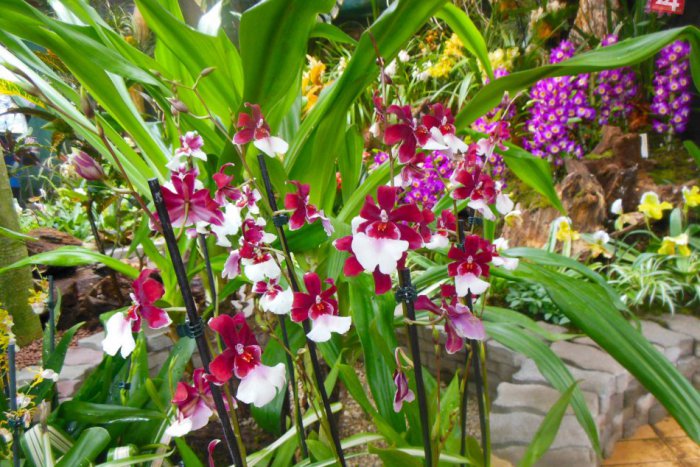 Ilustračný obrázok k článku Okúzľujúca nádhera v obrazoch: V Košiciach sa môžete poprechádzať po rozprávkovej exotike