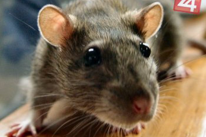 Ilustračný obrázok k článku Neuveriteľné, čo všetko sa už kradne: Zlodej potiahol zatiaľ nezistený počet potkanov!