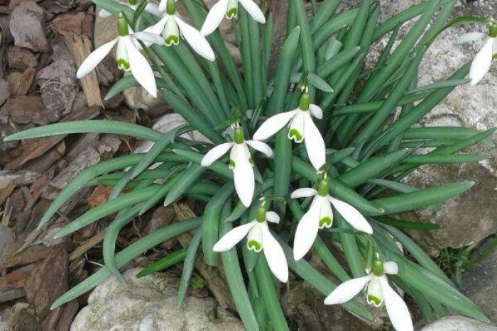 Ilustračný obrázok k článku Definitívny koniec zimy? Aha, čo rastie na záhradách v Lučenci