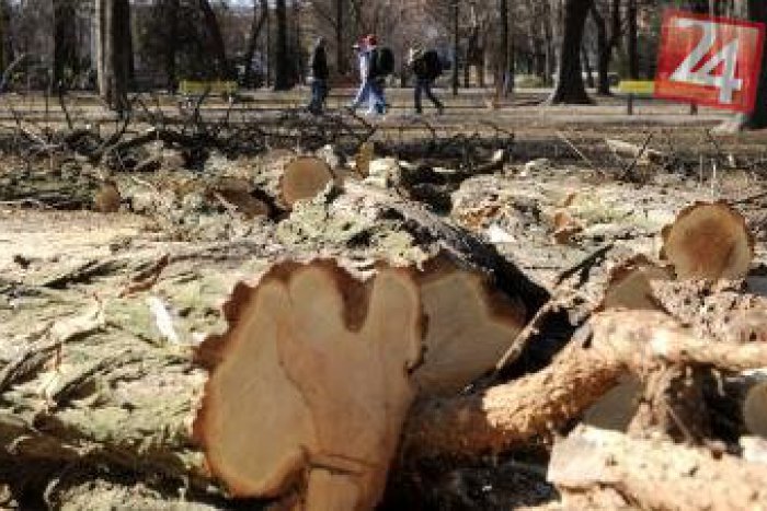 Ilustračný obrázok k článku V meste sa idú rúbať stromy, stáť to bude vyše 5 000 eur