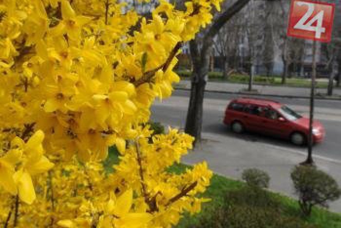 Ilustračný obrázok k článku Zlá správa pre alergikov: Peľová sezóna prišla do Košíc nezvyčajne skoro