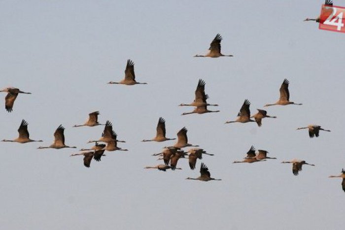 Ilustračný obrázok k článku Migrácia žeriavov na Zemplíne vrcholí: Nenechajte si ujsť nevšedné prírodné divadlo