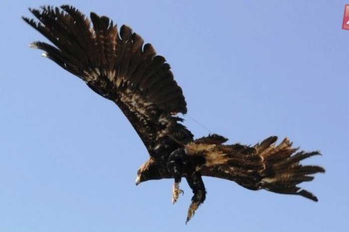 Ilustračný obrázok k článku Orol Arnold sa presúva na sever, oproti svojim poľským súkmeňovcom však mešká