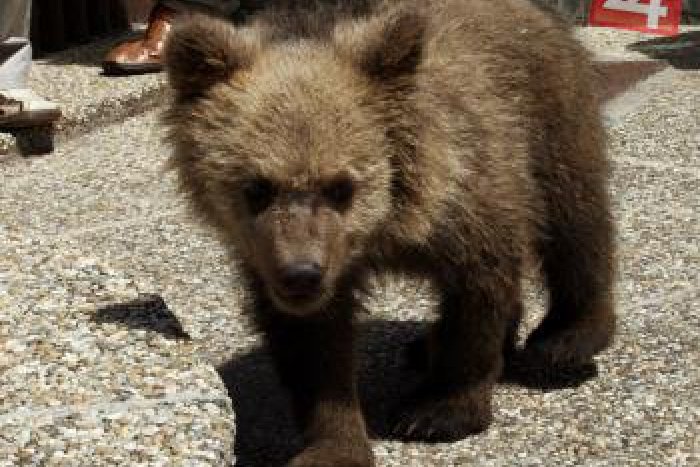 Ilustračný obrázok k článku Naozaj neobvyklý domáci miláčik: Matej pri svojom dome našiel malého medvedíka